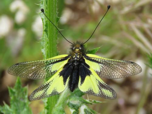 Réf. 207 788 : Libelloides coccajus
